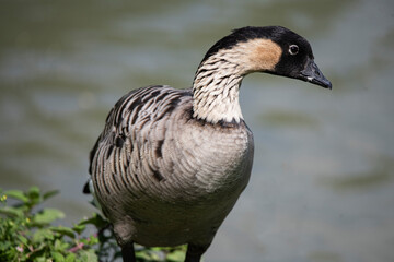 The Nene (Branta sandvicensis). © Vine.Photographic