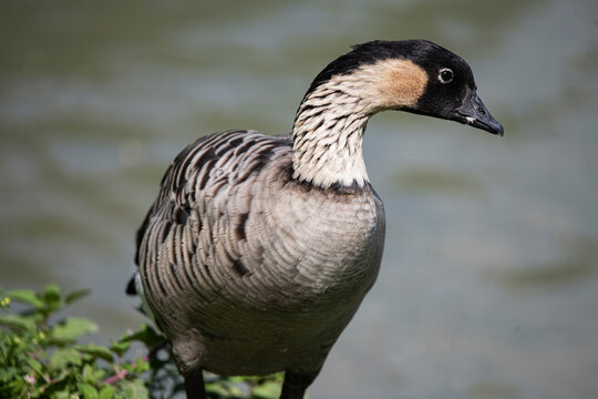 The Nene (Branta sandvicensis).