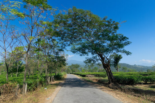 A beautiful road passing through tea estate of Jhalong, Dooars - North Bengal, West Bengal, India.