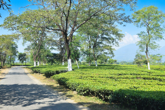 A beautiful road passing through tea estate of Jhalong, Dooars - North Bengal, West Bengal, India.