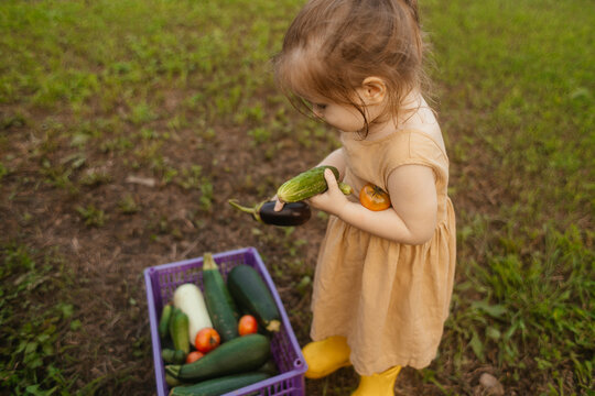 Toddler harvest organic vegetable in home garden