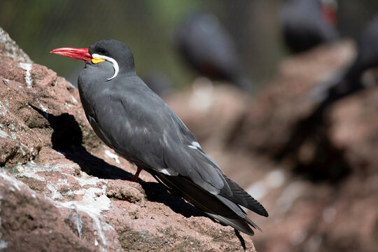 The Inca Tern (Larosterna inca).