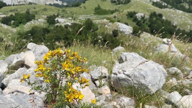 St. John&rsquo;s wort growing in a sunny mountain meadow, medicinal wild herb against a scenic alpine landscape on a bright summer day