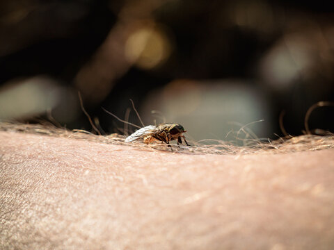 View of a horsefly resting on human skin in Latvia.