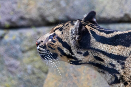 Clouded leopard resting and looking at camera at Fort Worth Zoo, Texas, USA