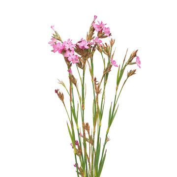 Carthusian pink plants with flowers isolated on white, Dianthus carthusianorum