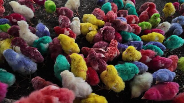 Group of Chicken Chicks on Farm , color chicks , southindia