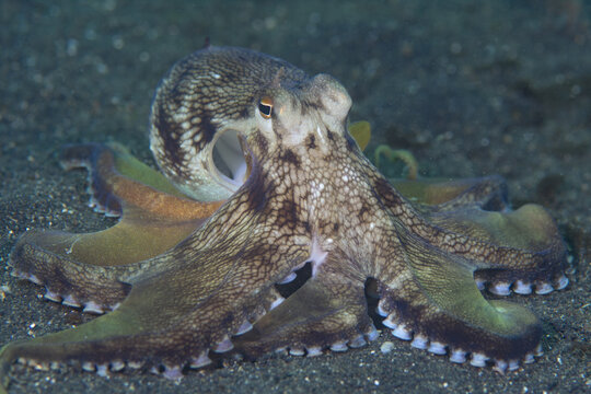 View of a coconut octopus resting on the dark sandy seabed in the Lembeh Strait, Bitung, North Sulawesi, Indonesia.