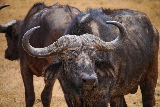 View of a Cape buffalo with large curved horns standing in the dry grasslands of the Serengeti, Mara Region, Tanzania.