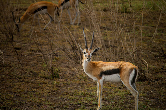 View of a Thomson's gazelle standing in the dry grasslands of the Serengeti, with other gazelles grazing in the background, Serengeti, Mara Region, Tanzania.