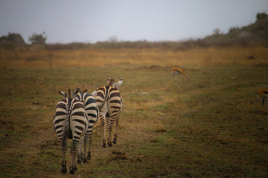 View of a group of zebras walking through the dry savanna grass in the Serengeti, Mara Region, Tanzania.