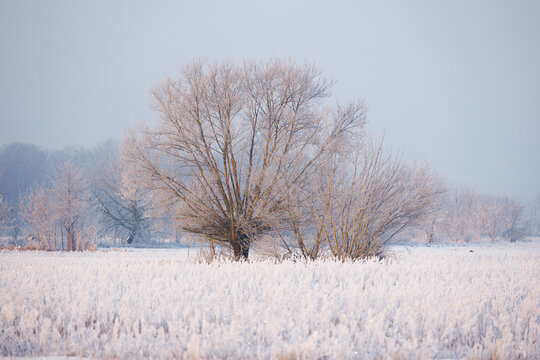 View of frost-covered trees and fields during a cold winter day in Poland.