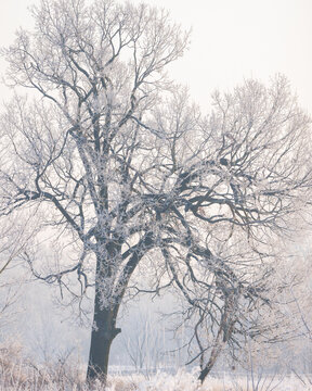 View of a large tree with branches covered in frost during a very cold winter day in Poland.