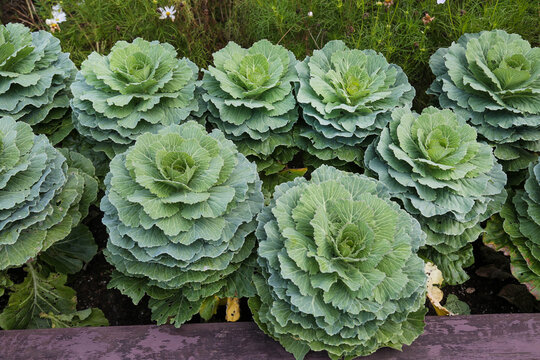 Decorative green cancan cabbage in the garden. Flora, botany, floristry, agriculture.