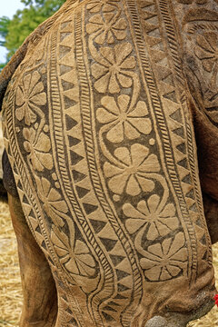 View of intricate floral and geometric patterns shaved into the fur of a camel, showcasing traditional camel art in Harappa, Punjab, Pakistan.