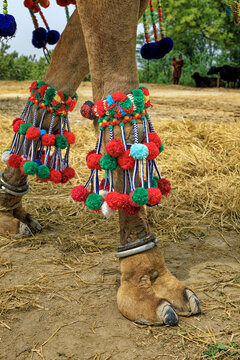 View of camel legs adorned with traditional colorful yarn pom-poms and metal anklets standing on straw in Harappa, Punjab, Pakistan.