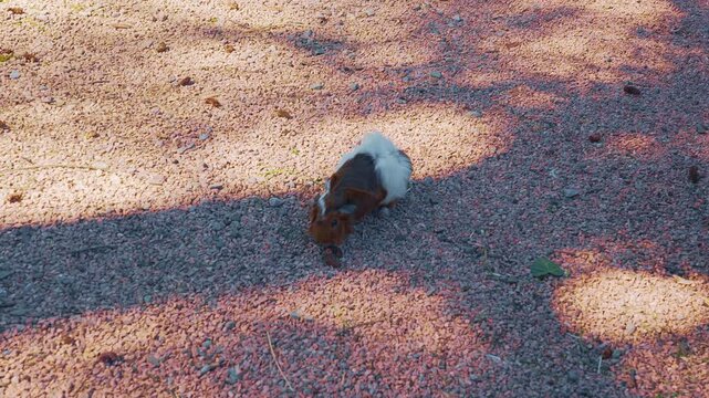 A cute guinea pig with brown and white fur moves curiously across the gravel