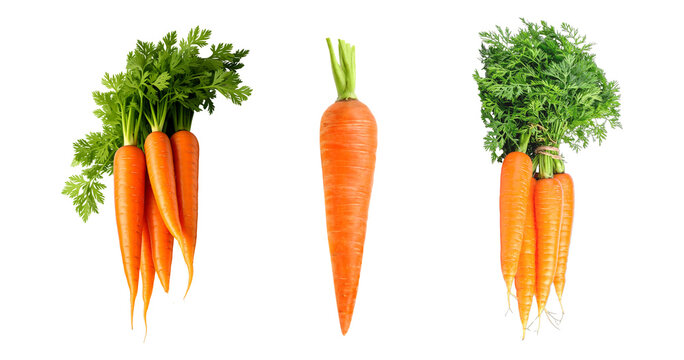 Fresh baby carrots with green tops isolated PNG, bunch of orange root vegetables tied with twine on transparent background