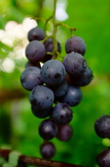 Venus grape variety © eagle130870