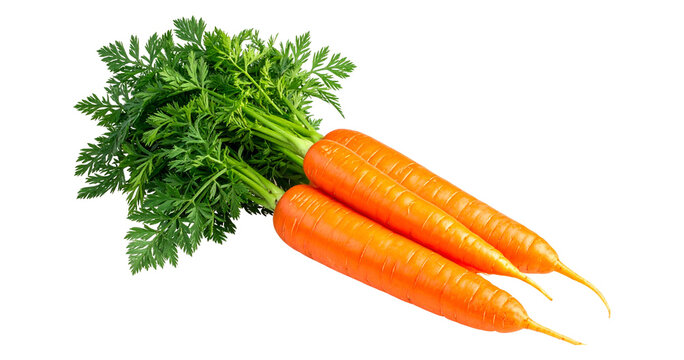 Fresh baby carrots with green tops isolated PNG, bunch of orange root vegetables tied with twine on transparent background