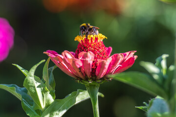 Bumblebee collecting nectar and pollen on top of a pink zinnia flower in summer © Michele Ursi
