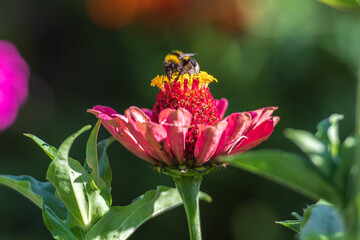 Bumblebee collecting nectar and pollen on top of a pink zinnia flower in summer © Michele Ursi