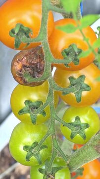 Tomato plant with different colored tomatoes at a garden in early afternoon