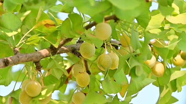 Close-up of ripe yellow Ginkgo biloba seeds hanging among green leaves in natural sunlight. Botanical image of the ancient maidenhair tree and its distinctive seed clusters.