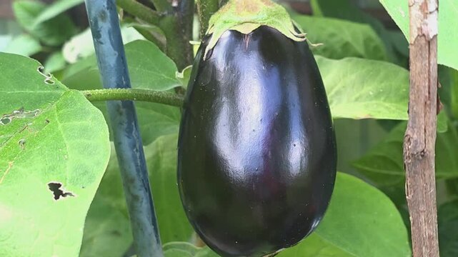 Eggplant growing on a plant in a garden during the summer season