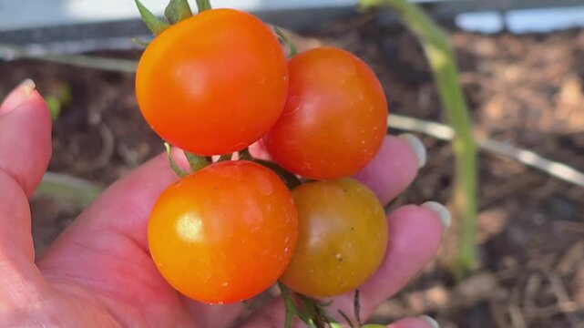 Harvesting ripe tomatoes from the garden during summer season
