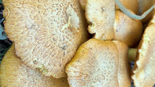 Extreme close up of wild yellow brown mushroom caps texture creating a natural background graphic resource