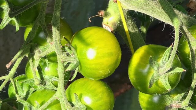 Green tomatoes growing on plants in a garden under sunlight