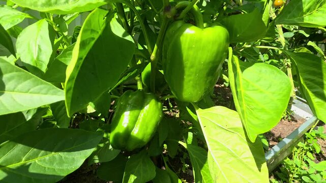 Growing green bell peppers in a backyard garden during summer months