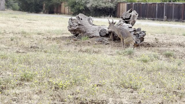 Deer relieves itself, then defecates while grazing