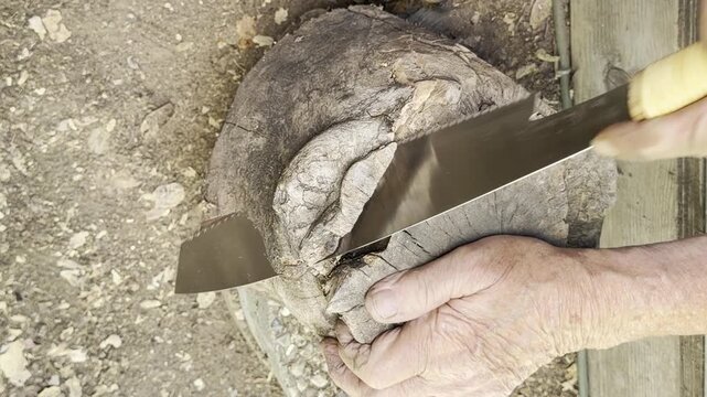 A man tries to saw through an old walnut tree stump	