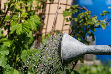 Garten-Gießkanne, die Wasser versprüht © Martin