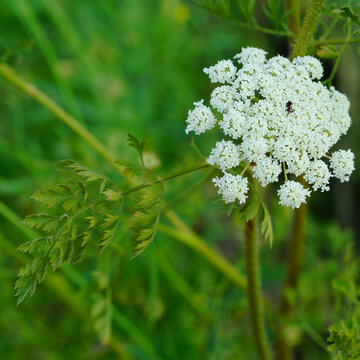 Wild Carrot Flower Blooming Against Soft Green Meadow Background