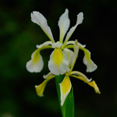Fototapeta premium White iris flower with yellow markings against dark green background