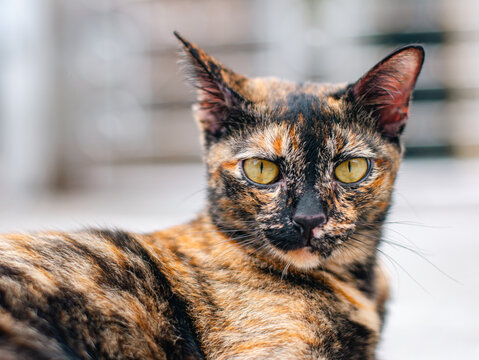 Close-up portrait of tortoiseshell cat with golden eyes staring at camera