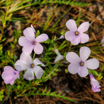Pale Pink Linum hirsutum subsp. anatolicum Wildflowers in Grass