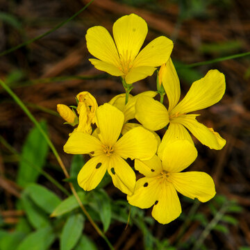 Yellow Flax Flowers Blooming on a Natural Forest Floor