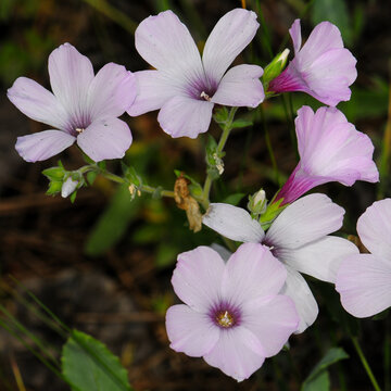 Pale Pink Linum Flowers Blooming Among Green Foliage