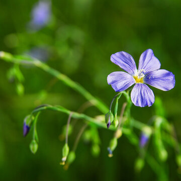 Blue Common Flax Flower Blooming Among Green Foliage