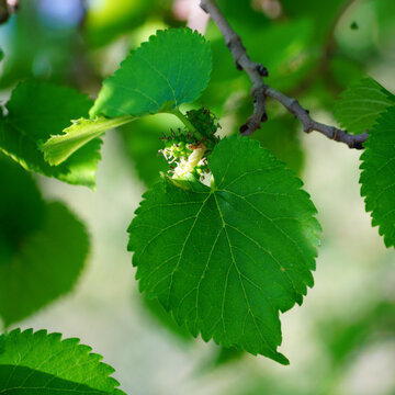 Developing Black Mulberry Fruit and Blossoms Among Sunlit Green Leaves