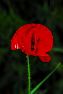 Red common poppy flower blooming against dark green foliage