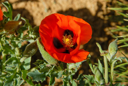 Red horned poppy blooming on sunlit dry ground