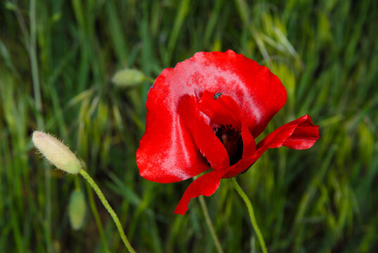 Red Field Poppy Blooming Among Green Meadow Grass