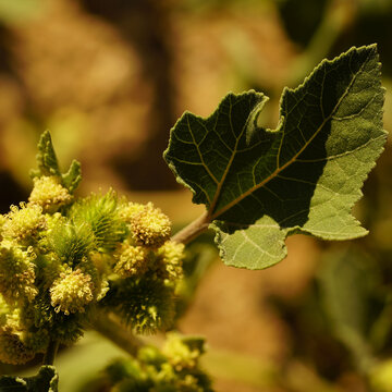 Common Cocklebur Flowering Branch With Spiny Green Burs