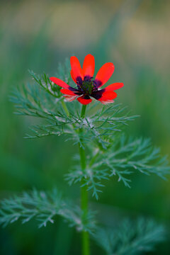 Scarlet Adonis flammea Flower Blooming Against Soft Green Background
