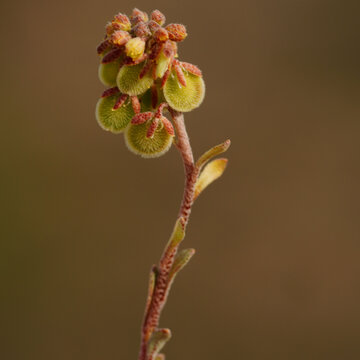 Clypeola jonthlaspi Seed Pods in Botanical Close-Up